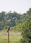 Red shouldered Hawk